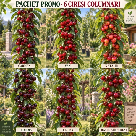 Pachet Promo - 6 Ciresi Columnari Premium