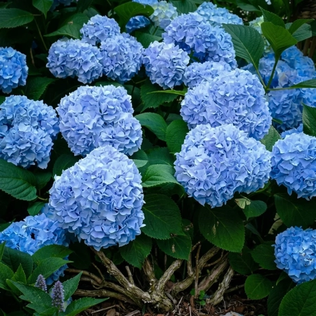 Hortensia macrophylla Nikko Blue la Ghiveci