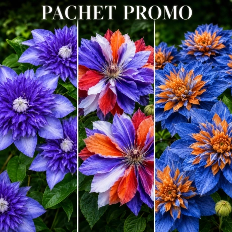Pachet Promo - Clematis