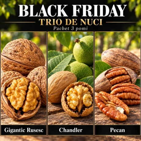 Pachet Black Friday „Trio de Nuci” – Gigantic Rusesc, Chandler și Pecan