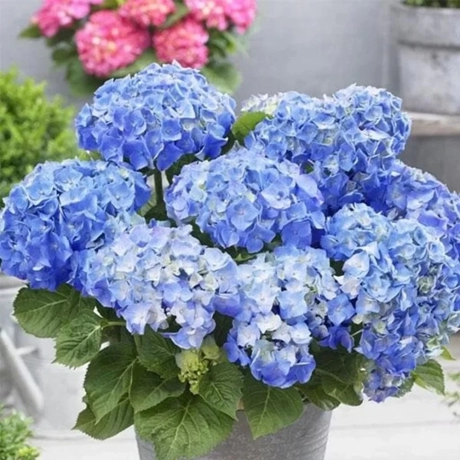 Hortensia Hydrangea Macrophylla Fabolo Blue la Ghiveci