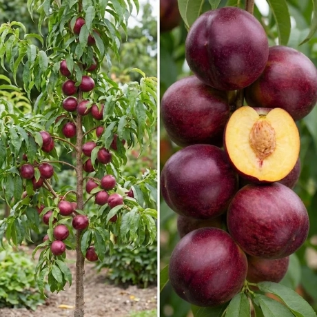 Pom Fructifer - Nectarin Columnar Venus  - Anul 4 cu Radacina Nuda