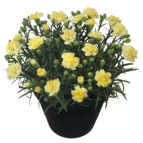 Garofițe Duble Parfumate - Odessa Yellow la Ghiveci