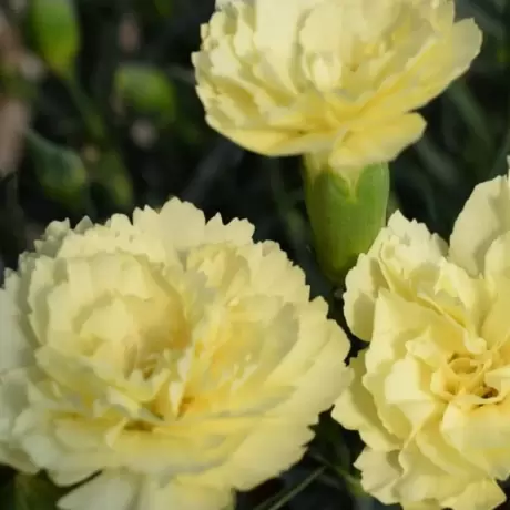 Garofițe Duble Parfumate - Odessa Yellow la Ghiveci