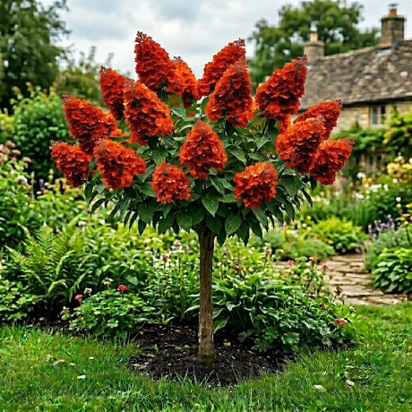 Hortensia Copac - Orange