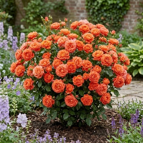 Trandafiri Orange - la Ghiveci