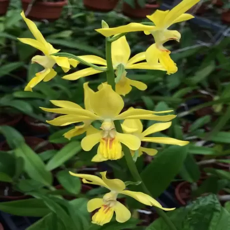 Orhidee de gradina Calanthe Orange Star