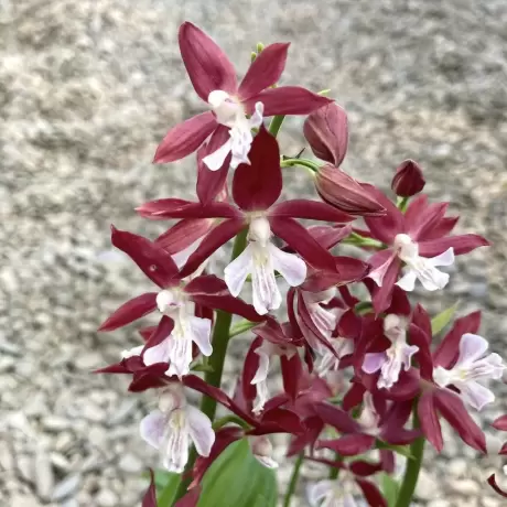 Orhidee de gradina Calanthe Red Star