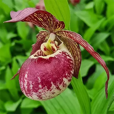 Orhidee de gradina Calanthe Red
