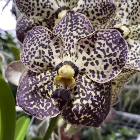 Orhidee de gradina Phaius