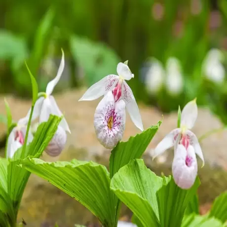 Orhidee de gradina Bletilla White