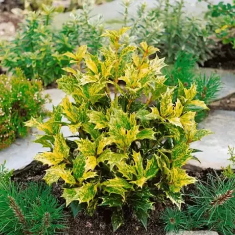 Osmanthus Heterophyllus - Goshiki la Ghiveci