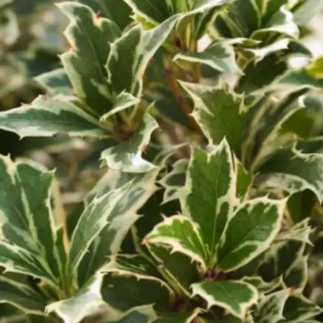 Osmanthus Heterophyllus - Variegatus la Ghiveci