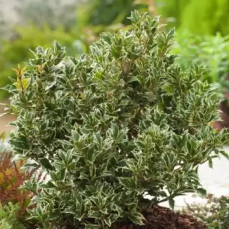 Osmanthus Heterophyllus - Variegatus la Ghiveci