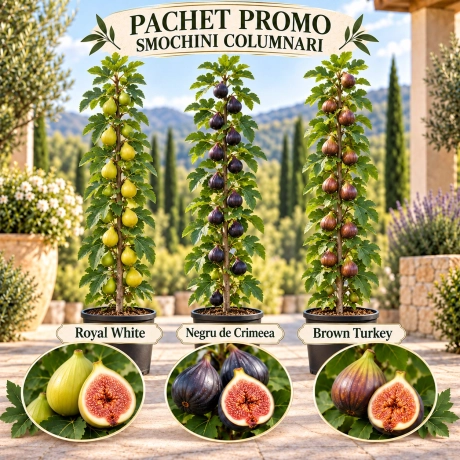 Pachet Promo – Trio de Smochini Columnari Premium la Ghiveci