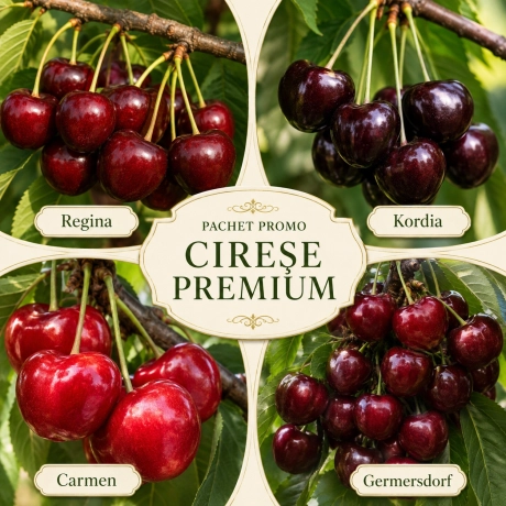 Pachet Promo - 4 Ciresi Premium