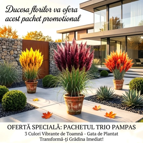 Pachet Trio Pampas - Lichidare Stoc