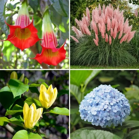 Pachet PROMO 07 - Trompeta Ingerilor Red / Iarba de Pampas Cortaderia Selloana Pink / Hortensia macrophylla Nikko Blue / Magnolia Yellow Bird