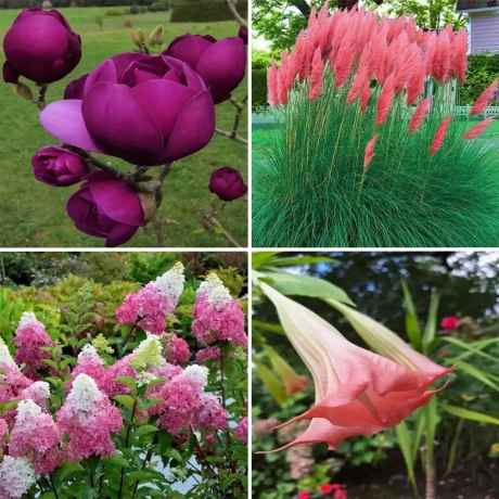 Pachet PROMO 08 - Hortensia Fraise Melba / Trompeta Ingerilor Angels Pink / Magnolia Black Tulip / Iarba de Pampas Rosie