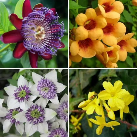 Pachet PROMO 14 - Clematis Florida Sieboldi / Passiflora Floarea Pasiunii Atalata Red / Iasomie Galbena / Trompeta Cataratoare Judy