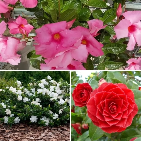 Pachet PROMO 21 - Gardenia Jasmin / Camelia Japonica Red / Dipladenia Pink la Ghiveci