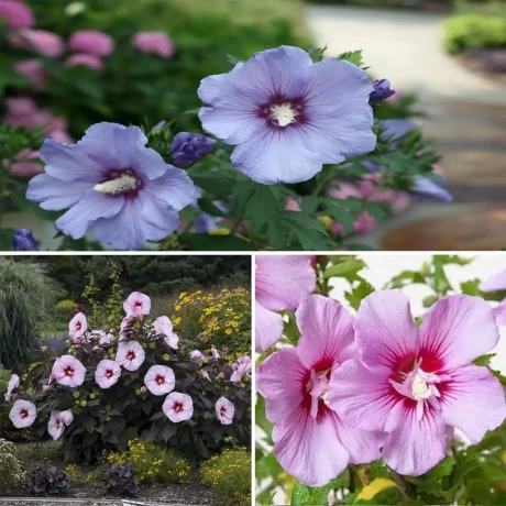 Pachet PROMO 22 - Mix Trio Hibiscus - Kopper King / Blue Satin / Monstrosus Vandeputte - Ghivechi 3 l