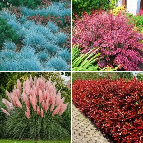 Pachet PROMO 24 - Iarba de Pampas Roz / Festuca iarba Albastra / Fotinia Fraseri Red Robin / Dracilia Pink Queen la Ghiveci