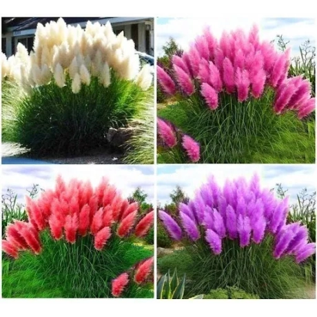 Pachet PROMO Iarba  Pampas
