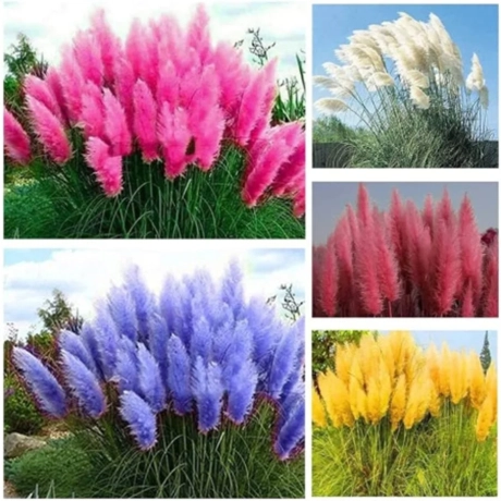 Pachet PROMO Iarba Pampas