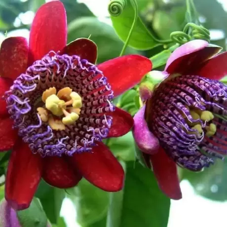 Passiflora (Floarea Pasiunii) Atalata Red la Ghiveci