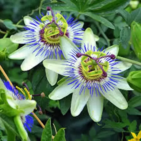 Passiflora (Floarea Pasiunii) Caerulea la Ghiveci