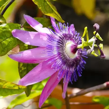 Passiflora (Floarea Pasiunii) Lavender Lady la Ghiveci
