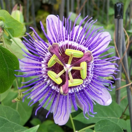 Passiflora (Floarea Pasiunii) Purple Hybrid la Ghiveci