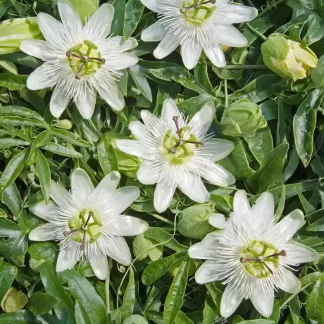 Passiflora (Floarea Pasiunii) White Hybrid la Ghiveci