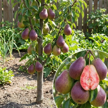 Pom Fructifer - Par columnar Busuioace - Anul 4 cu Radacina Nuda