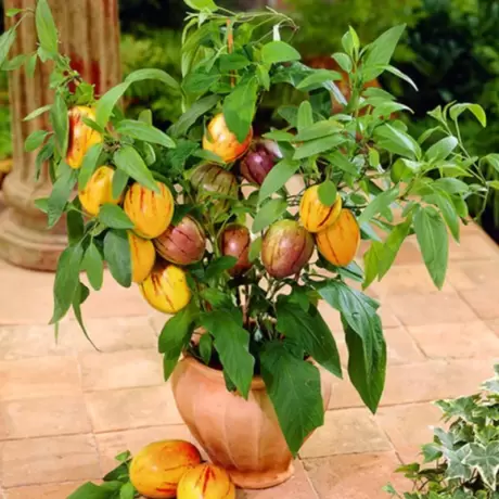Solanum Muricatum - Pepino Gold la Ghiveci