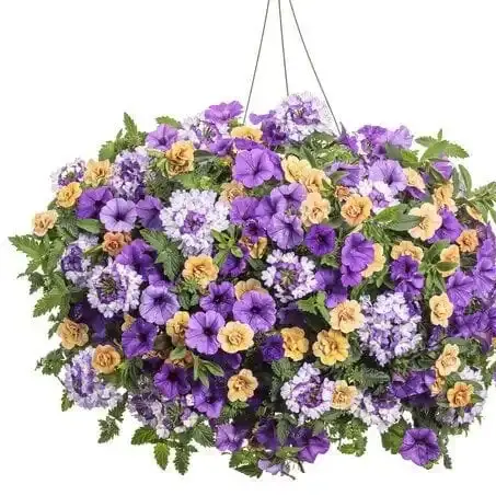 Petunie Calibrachoa Mix 3 la Ghiveci