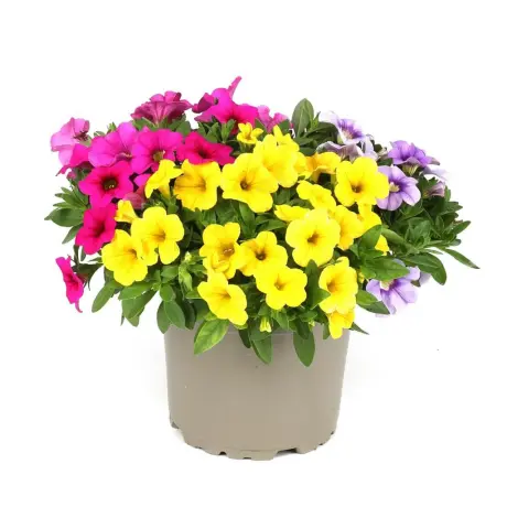 Petunie Calibrachoa Mix 8 la Ghiveci