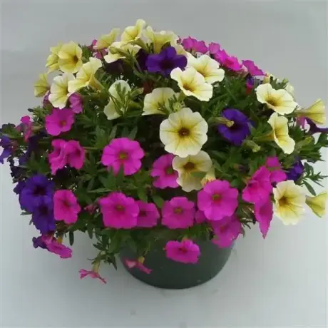 Petunie Calibrachoa Mix 2 la Ghiveci