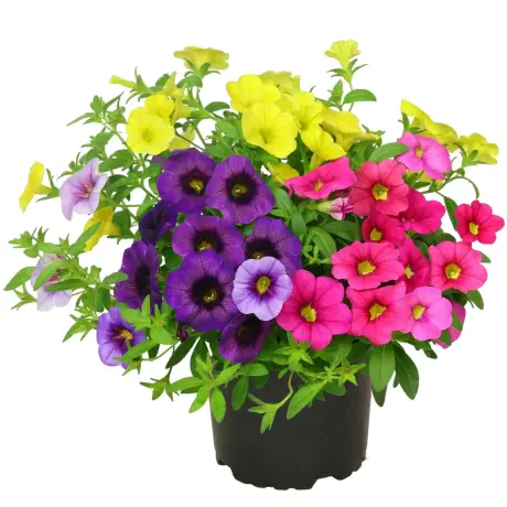 Petunie Calibrachoa Mix 9 la Ghiveci