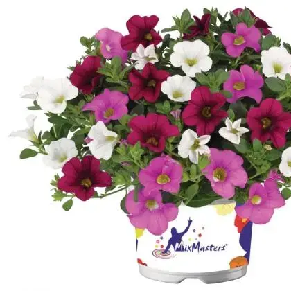 Petunie Calibrachoa Mix 4 la Ghiveci