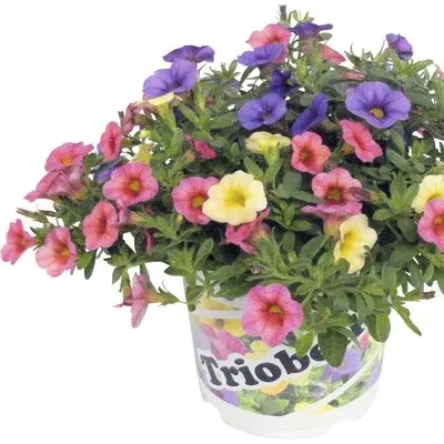 Petunie Calibrachoa Mix 10 la Ghiveci