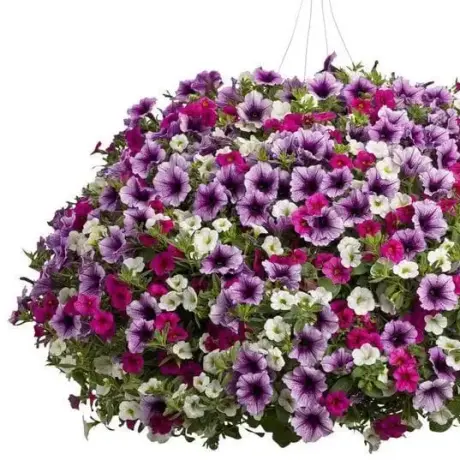 Petunie Calibrachoa Mix 7 la Ghiveci