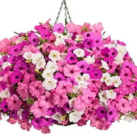 Petunie Calibrachoa Mix 5 la Ghiveci