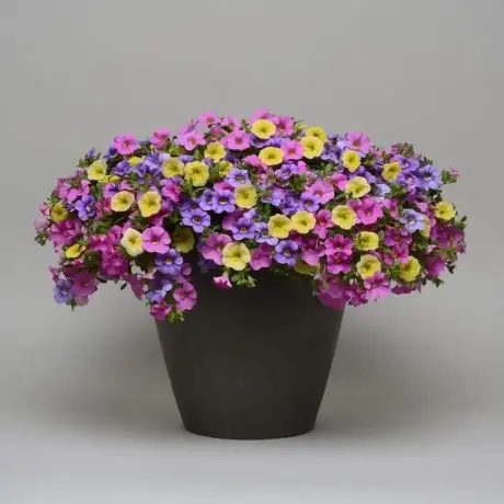 Petunie Calibrachoa Mix 1 la Ghiveci