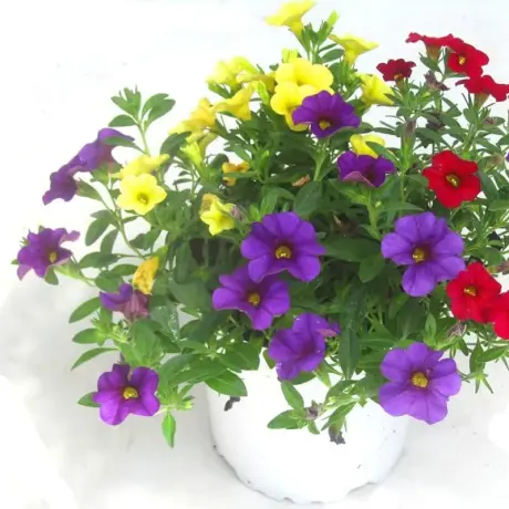 Petunie Calibrachoa Mix 11 la Ghiveci