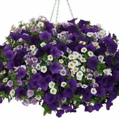 Petunie Calibrachoa Mix 6 la Ghiveci