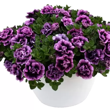 Petunie Dublă Parfumată - Violet la Ghiveci