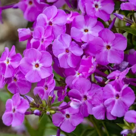 Phlox Baby Doll Pink