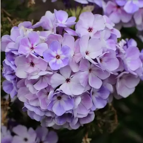 Phlox Blue Flame
